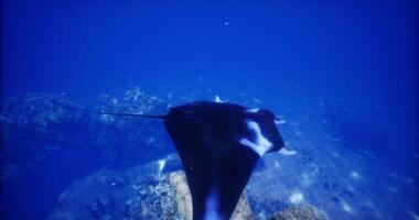 CGI Underwater view of a majestic manta ray gliding over a coral reef video