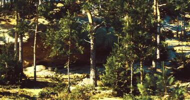 CGI Exploring a tranquil forest landscape with tall trees and boulders video