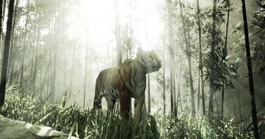 CGI Majestic tiger roaming in a misty bamboo forest during daylight hours video