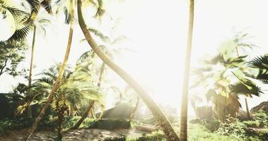 CGI Bright sunlight filters through palm trees in a tropical landscape video