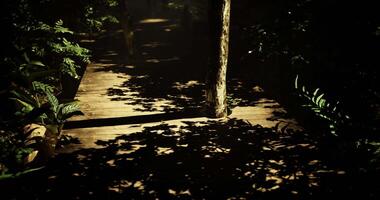 CGI Wooden pathway surrounded by lush greenery in a tranquil forest setting video