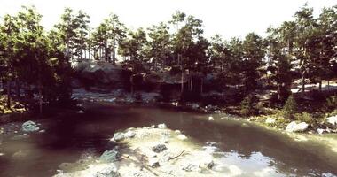 CGI Tranquil forest environment with a serene pond surrounded by trees video