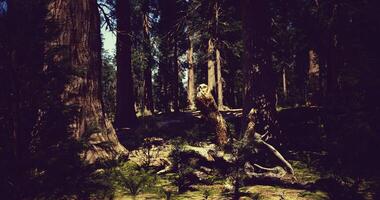 CGI Discover the beauty of a serene, lush forest with tall trees video