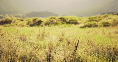 CGI Vibrant green landscape showcasing golden grass in serene environment video