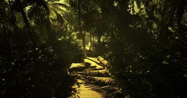 CGI Path through a tropical forest with dappled sunlight during midday video