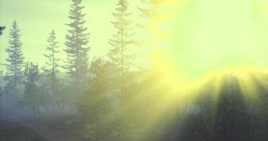 CGI Sunlight breaks through trees in a peaceful forest setting at dawn video