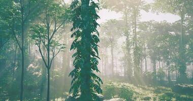 CGI Lush green forest with sunlight filtering through the trees in morning video