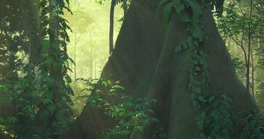 CGI Majestic tree in vibrant rainforest during morning light video
