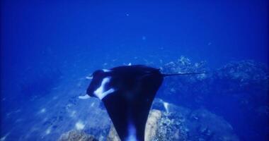 CGI Majestic manta ray gracefully gliding through clear ocean waters video