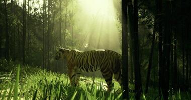 CGI Tiger walks through a lush green forest with sunlight filtering through trees video
