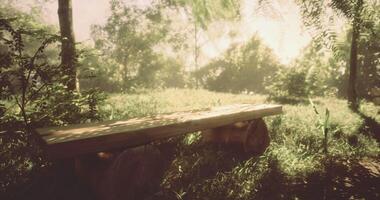 CGI Tranquil wooden bench surrounded by greenery in a sunlit forest clearing video