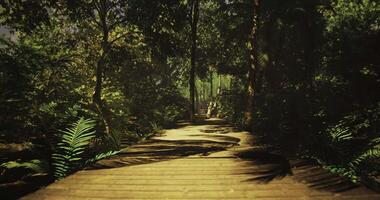 CGI Wooden path through lush green forest during daytime exploration video