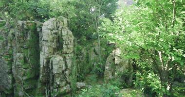 CGI Lush green rocks and trees create a tranquil landscape in a secluded forest video
