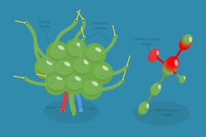 3D Isometric Flat Conceptual Illustration of Lymph Node, Labeled Diagram vector