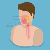 3D Isometric Flat Conceptual Illustration of Oropharynx, Educational Schema vector
