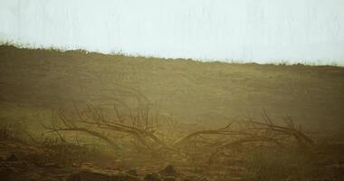 CGI Dry landscape with barren branches under a pale sky at dawn video