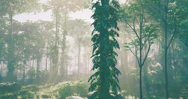 CGI Lush green foliage fills the forest with morning light in a peaceful setting video