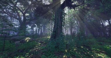 CGI Sunlight filters through trees in a dense forest during a calm morning video