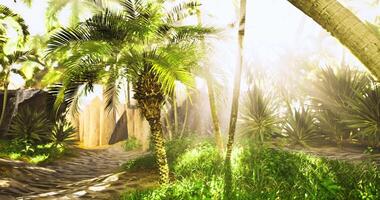CGI Sunlight streams through lush greenery in a vibrant tropical setting video