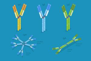 3D Isometric Flat Conceptual Illustration of Different Types Of Immunoglobulins, Antibodies Structure vector