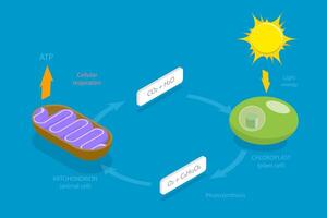 3D Isometric Flat Conceptual Illustration of Cellular Respiration, Metabolic Chemical Energy ATP Cycle vector