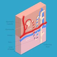 3D Isometric Flat Conceptual Illustration of Structure Nephron of the Kidney, Educational Diagram vector