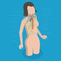 3D Isometric Flat Conceptual Illustration of Thoracic Duct, Educational Diagram vector
