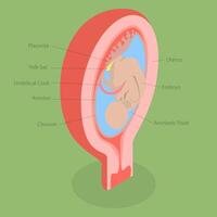 3D Isometric Flat Conceptual Illustration of Placenta Anatomical Structure, Aducational Labeled Diagram vector