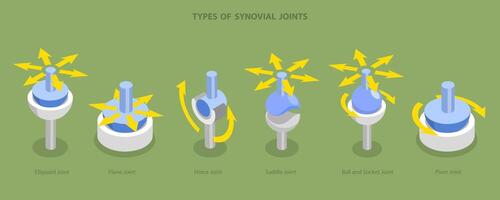 3D Isometric Flat Conceptual Illustration of Types Of Synovial Joints, Labeled Anatomy Infographic vector