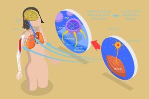 3D Isometric Flat Conceptual Illustration of Poliomyelitis, Labeled Medical Virus Infection Symptoms Explanation scheme vector