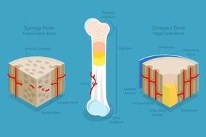 3D Isometric Flat Conceptual Illustration of Spongy Vs Compact Bone, Educational Diagram vector