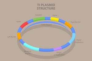 3D Isometric Flat Conceptual Illustration of Ti Plasmid Structure, Educational Diagram vector
