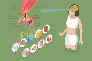 3D Isometric Flat Conceptual Illustration of Pituary Gland, Educational Schema vector