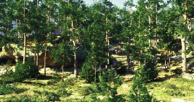 CGI Lush green forest with tall trees and rocky terrain during daylight video