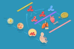 3D Isometric Flat Conceptual Illustration of Totipotent Cells, Educational Scheme vector