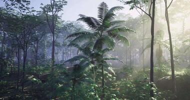 CGI Lush green ferns and trees illuminated by morning light in a vibrant forest video