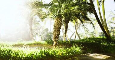 CGI Lush greenery and palm trees bathed in soft morning light in tropical setting video
