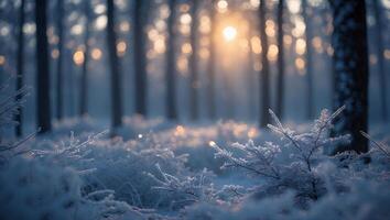Snowy Forest at Sunrise with Trees and Frost-covered Ground photo