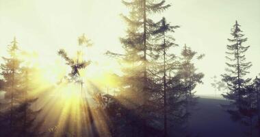 CGI Sunlight streaming through the trees in a serene forest landscape video