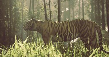 CGI Majestic tiger walking through a lush bamboo forest in soft sunlight video