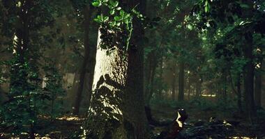 CGI Light filtering through trees creates intricate shadows in a forest video