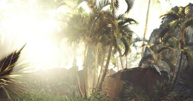 CGI Sunlight streams through dense palm trees, illuminating lush greenery video