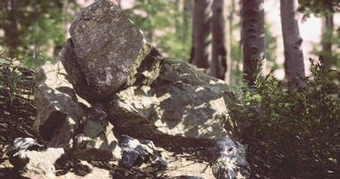 CGI Rock formation surrounded by lush greenery in a peaceful forest area video
