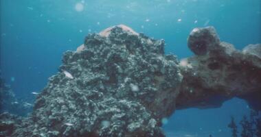 CGI Coral reef ecosystem thriving underwater with diverse marine life video