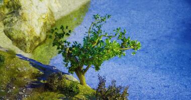 CGI A lush green tree grows on a rocky edge, overlooking tranquil blue water video
