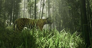 CGI Majestic tiger roaming through dense bamboo forest during daylight hours video