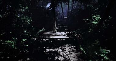 cgi esplorando un' debolmente illuminato foresta sentiero circondato di lussureggiante verdura video
