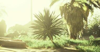 CGI Sunlit greenery and vibrant plants in a natural setting video