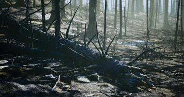 CGI Fallen tree in a misty forest after a wildfire near a mountain video