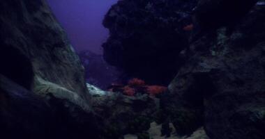 CGI Underwater exploration reveals colorful coral and rock formations in the ocean video
